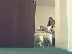 Brave just of legal age legal age teenager hoe getting her vagina gangbanged hard by an beast in her xxx debut